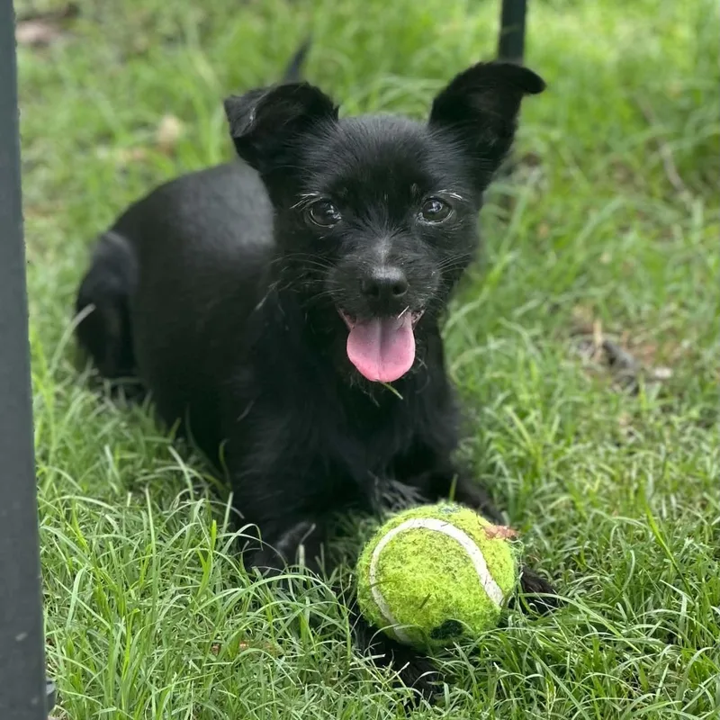 An adult small-sized female Black Terrier dog named Sierra for adoption in Justin, TX