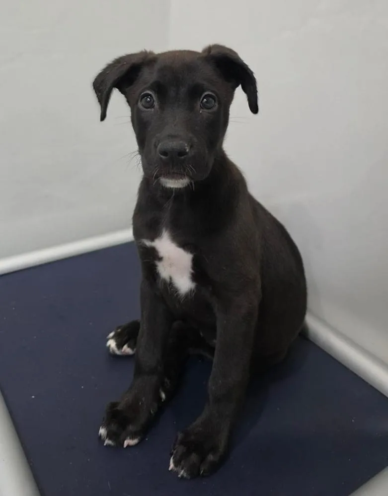 A baby large-sized male German Shepherd Dog dog named Pikachu for adoption in Sedalia, CO