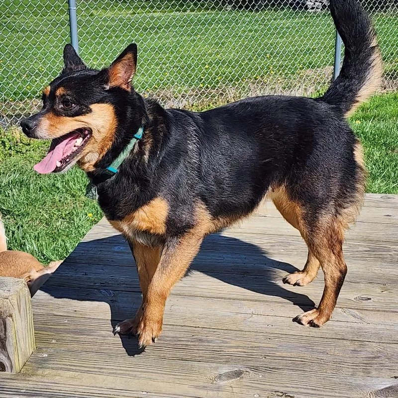 An adult medium-sized female Black Cattle Dog dog named Marley for adoption in Point Pleasant, WV
