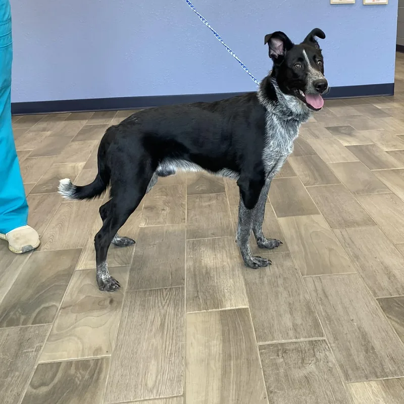 A young medium-sized male Black Australian Cattle Dog / Blue Heeler dog named Link for adoption in Nevada, MO