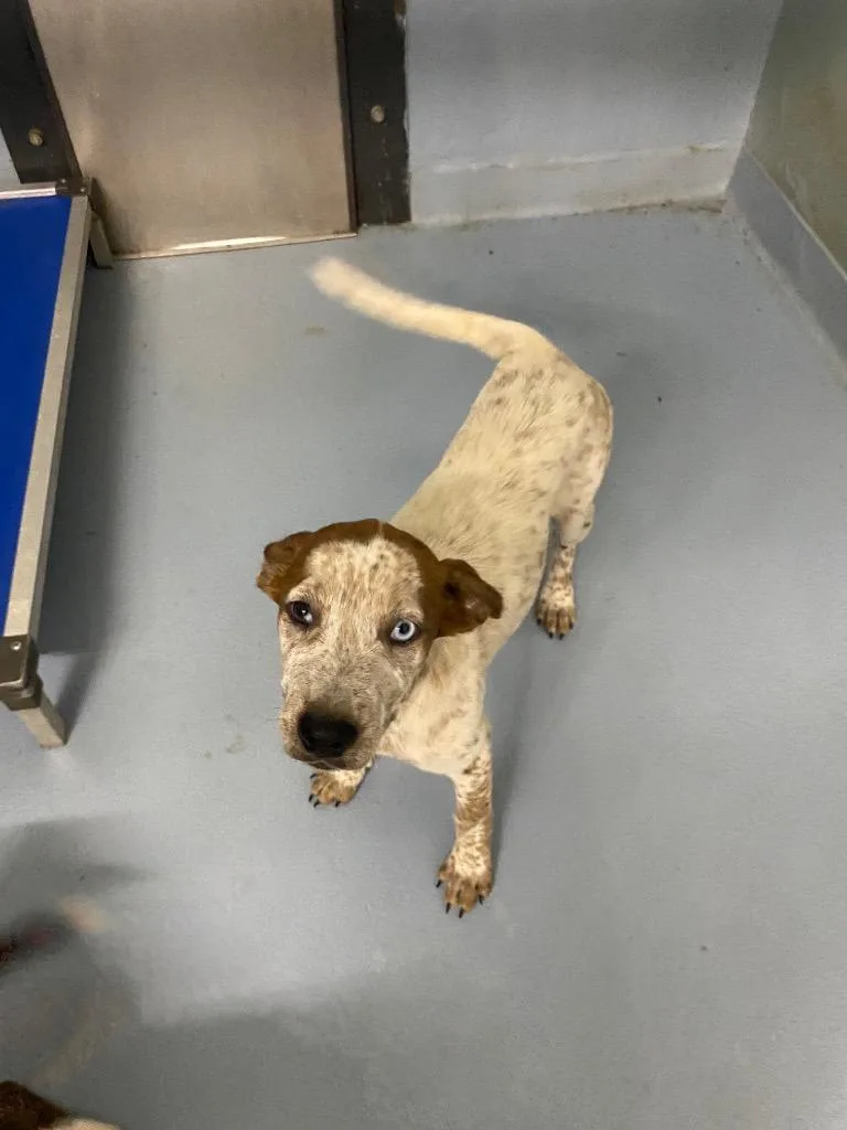 A baby large-sized female Mixed Breed dog named Tizzy for adoption in Cartersville , GA