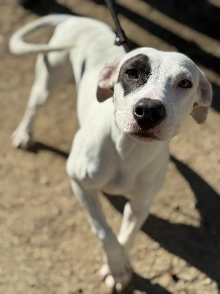 A young medium-sized female Pit Bull Terrier dog named Wishbone for adoption in Tehachapi, CA