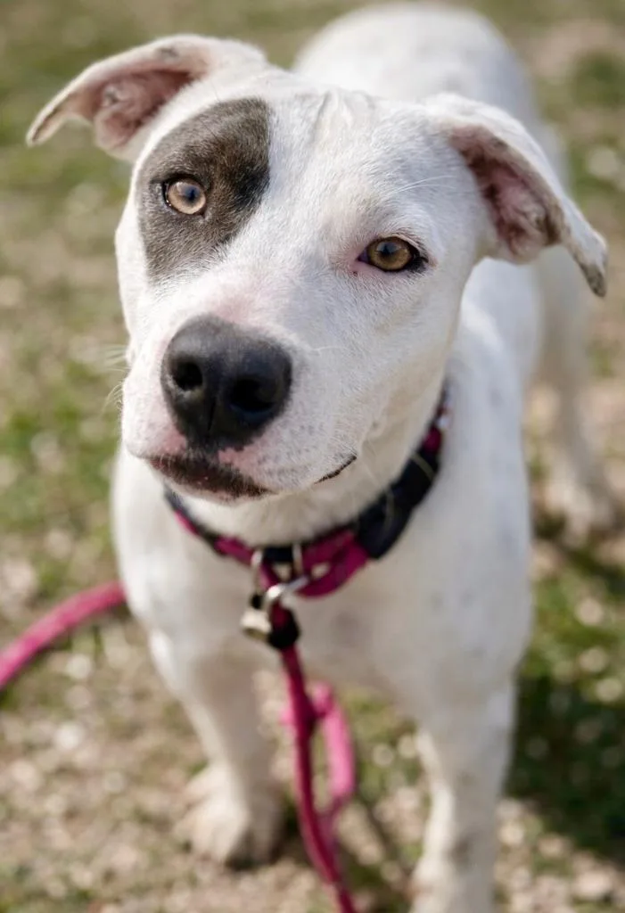 Wishbone thumbnail 2