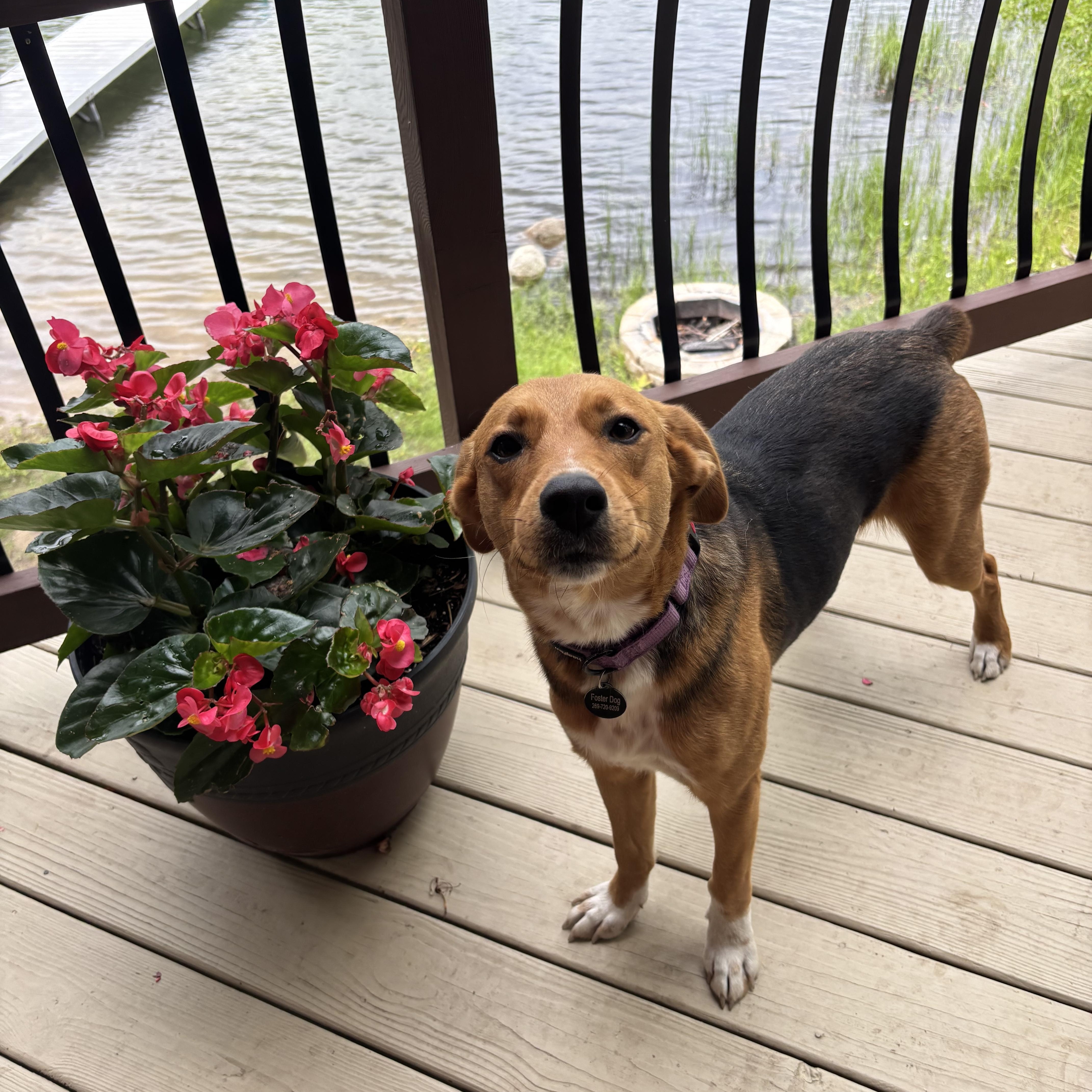 A young medium-sized female Sable Australian Shepherd dog named Annie for adoption in Tunica, MS