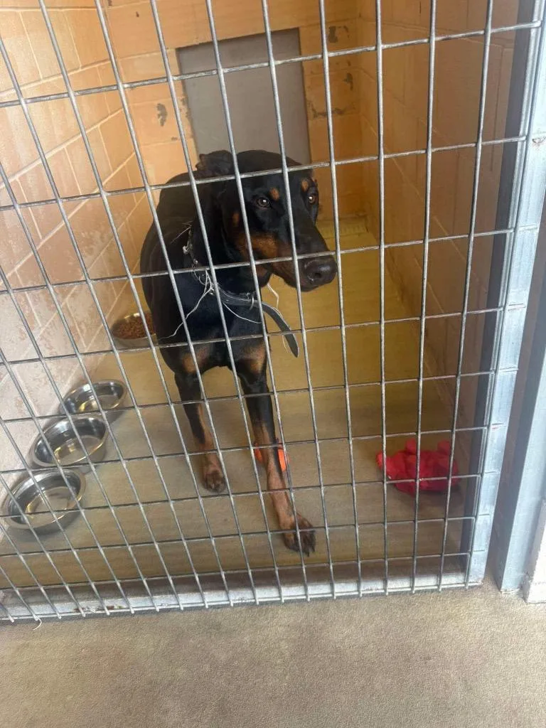 A young medium-sized male Doberman Pinscher dog named Pj for adoption in New Braunfels, TX