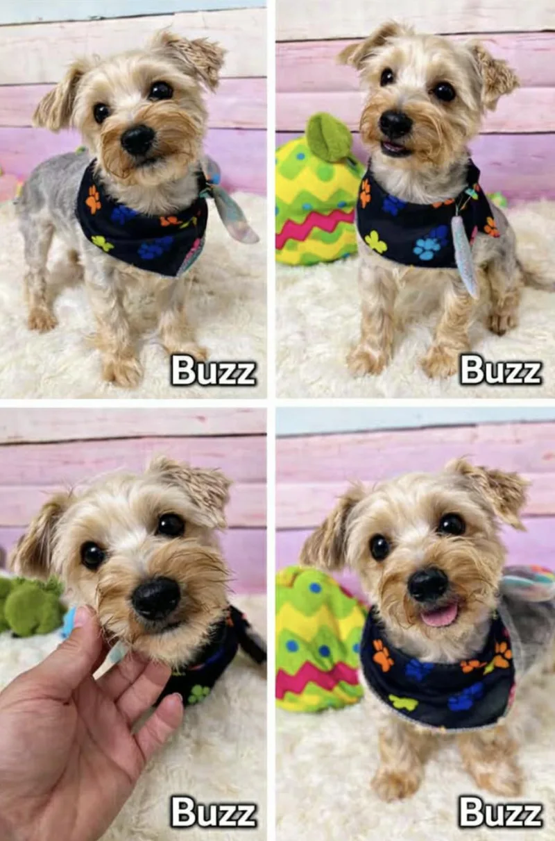 A young small-sized male Yorkshire Terrier dog named Buzz for adoption in Allen, TX