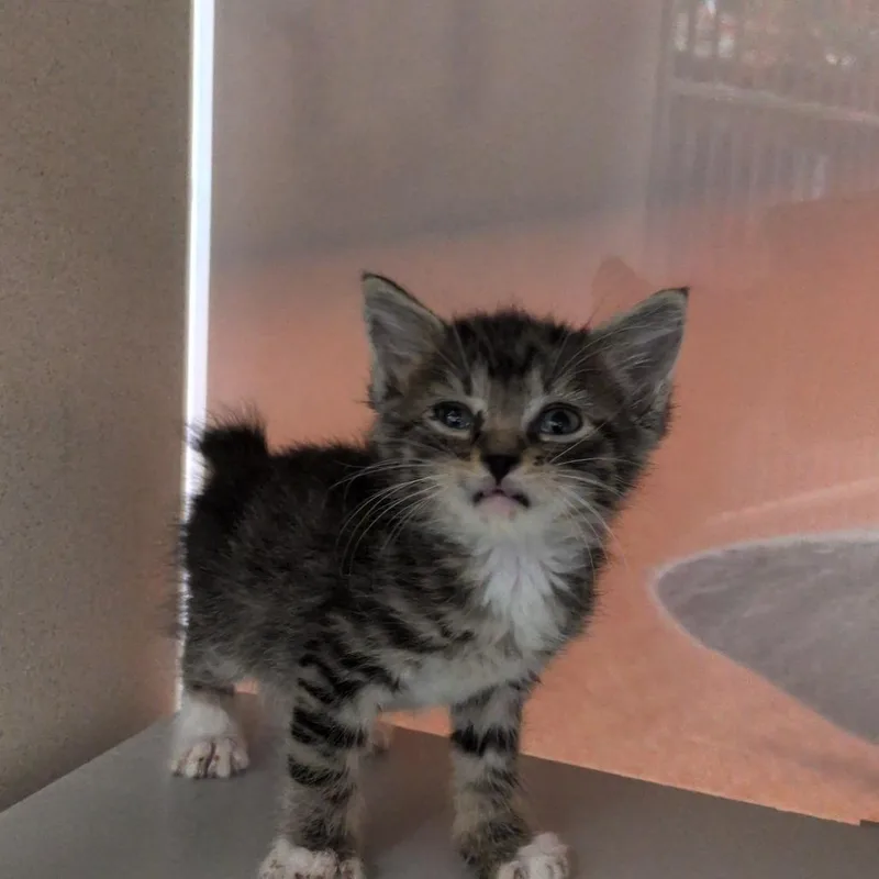 A baby small-sized male Gray / Blue / Silver Domestic Short Hair cat named Finn for adoption in Reno, NV
