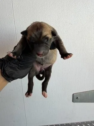 A baby small-sized female Black Border Collie dog named 61804085 for adoption in El Paso, TX