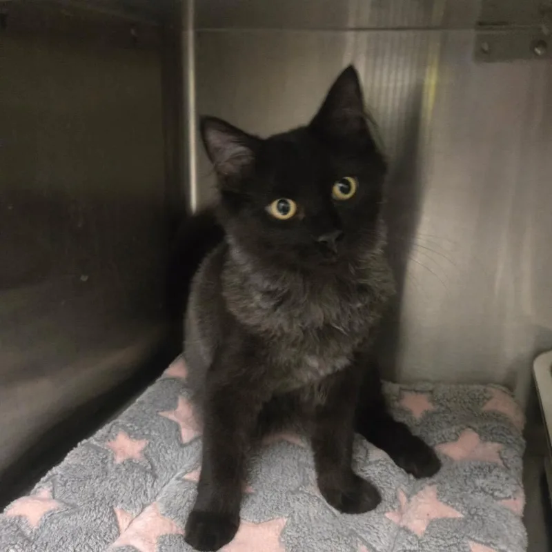 A young medium-sized male Domestic Long Hair cat named Bogart for adoption in Carrollton, OH