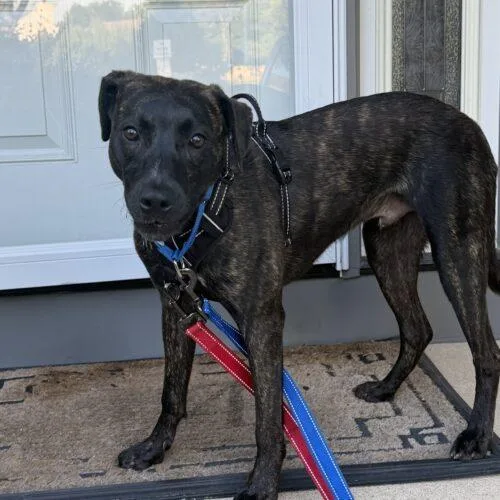 A young medium-sized male Brindle Catahoula Leopard Dog dog named Gus Gus for adoption in Lincolnshire, IL