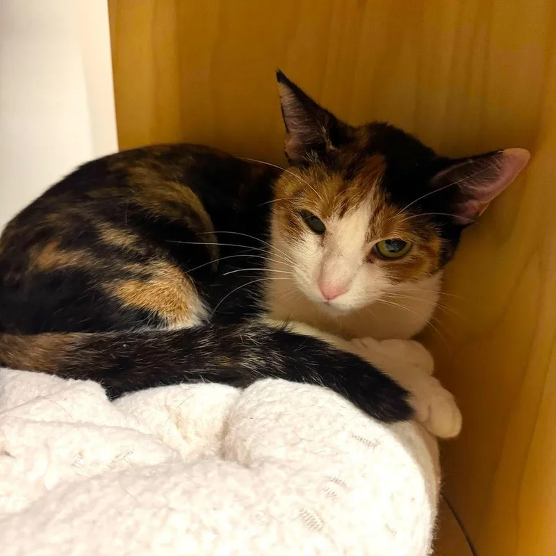 Laurie Strode thumbnail 2