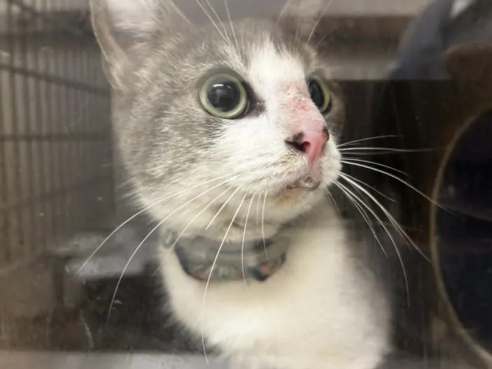 A young medium-sized female Domestic Short Hair cat named Bella for adoption in Los Angeles, CA