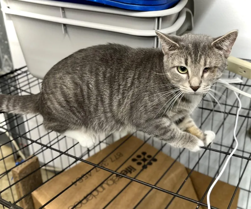 A young medium-sized female Domestic Short Hair cat named Jess for adoption in Estherville, IA
