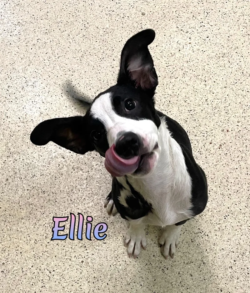 Ellie thumbnail 6