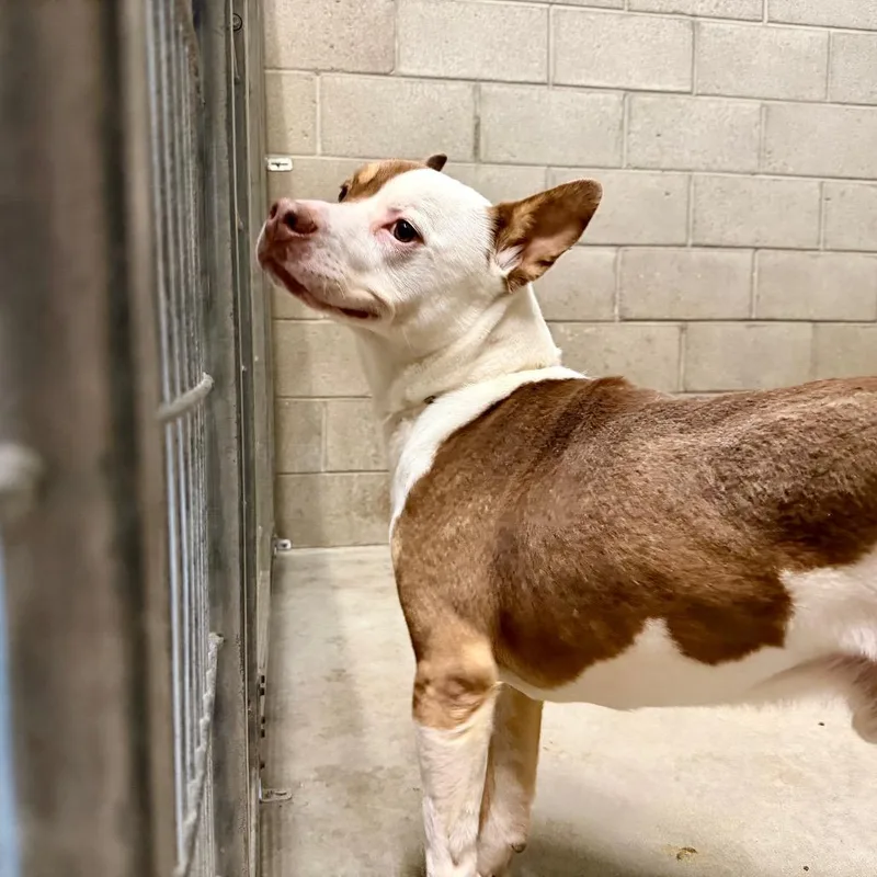 An adult medium-sized male Brown / Chocolate American Staffordshire Terrier dog named Tony for adoption in Yuma, AZ
