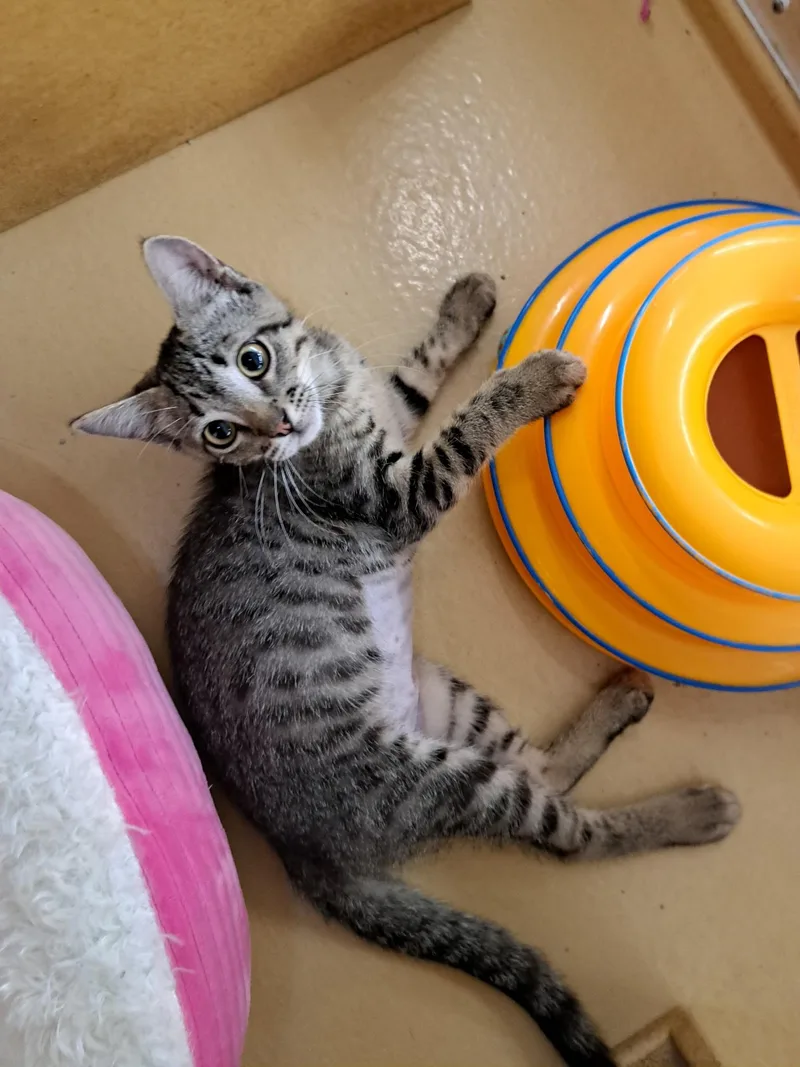 A baby medium-sized female Tabby (Brown / Chocolate) Tabby cat named Argentina for adoption in Albuquerque, NM