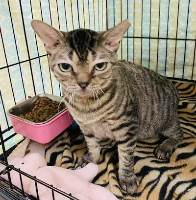 An adult small-sized female Tabby cat named Smoosh for adoption in Palmyra, VA