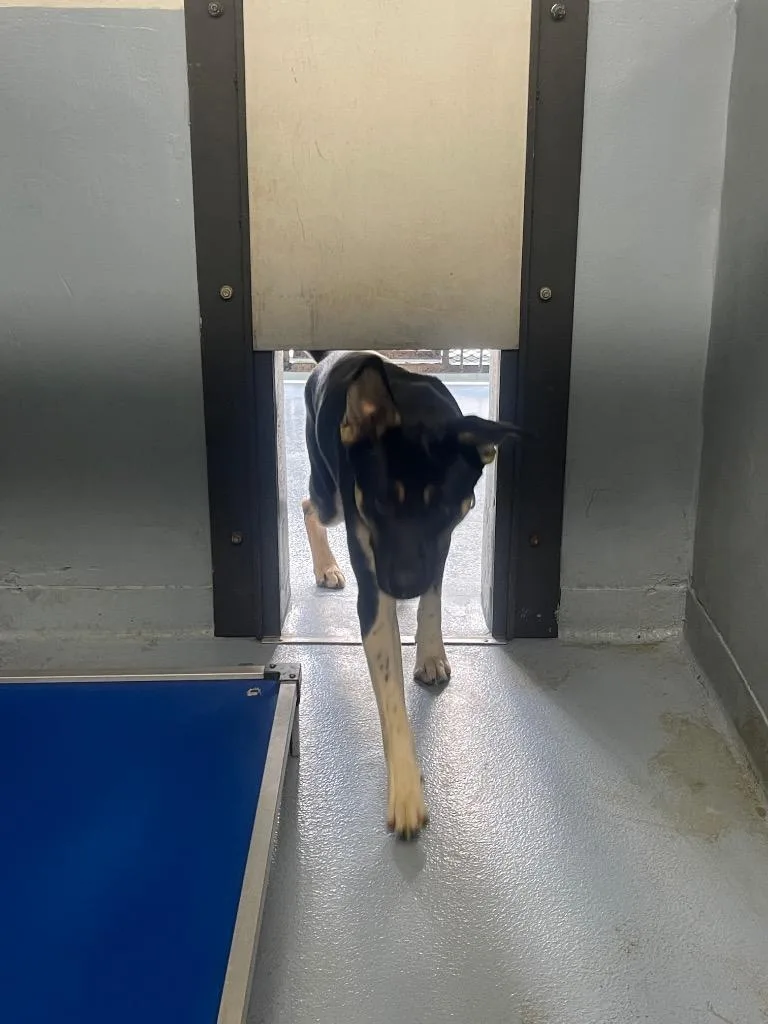 A young large-sized male German Shepherd Dog dog named Brandy for adoption in Cartersville , GA