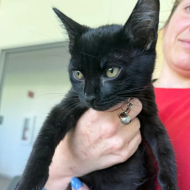 A baby small-sized male Black Domestic Short Hair cat named Tex for adoption in Leander, TX