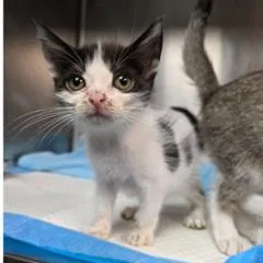A baby small-sized female Black Domestic Short Hair cat named Mystique Carlsbad for adoption in Denver, CO