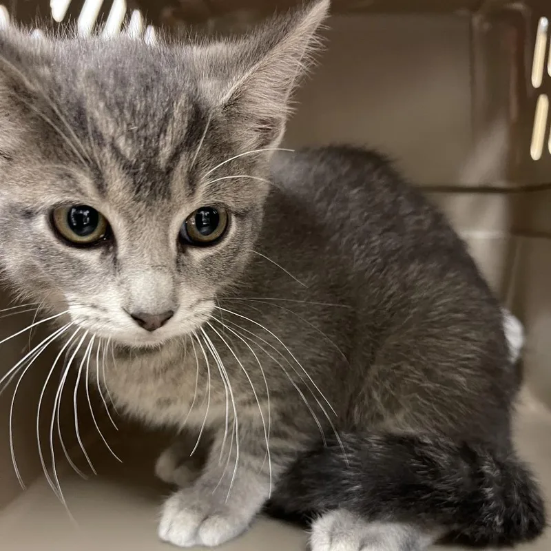 A baby small-sized female Gray / Blue / Silver Domestic Short Hair cat named Neptune for adoption in Milan, IL