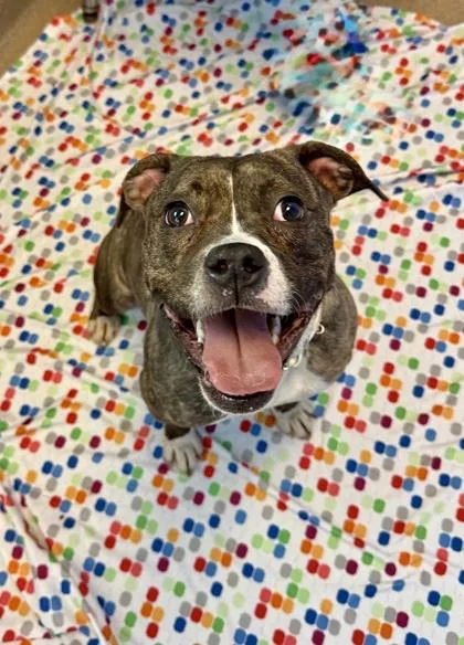 An adult medium-sized female Mixed Breed dog named Cereal for adoption in Chamblee, GA