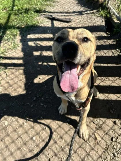 An adult large-sized male Terrier dog named Sully for adoption in St. Anne, IL