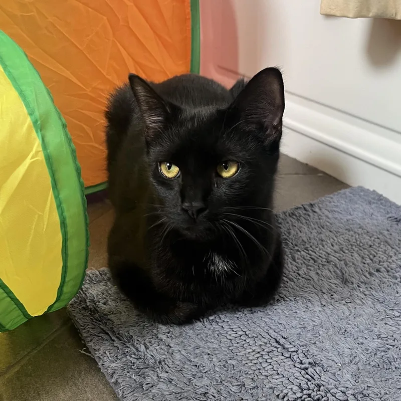 A young medium-sized male Black American Shorthair cat named Snuggly lovebug sibling pair for adoption in Stamford, CT