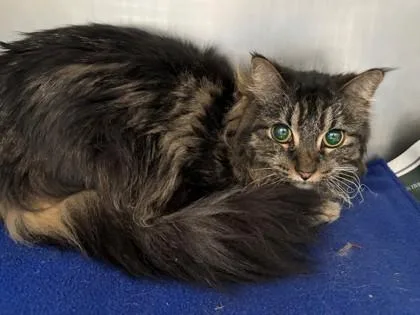 An adult small-sized female Domestic Long Hair cat named Aileen for adoption in Golden Valley, MN