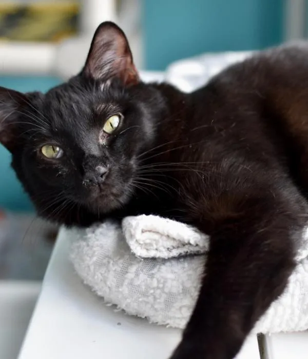 An adult medium-sized male Black Domestic Short Hair cat named Raggedy Andy for adoption in Marietta, GA