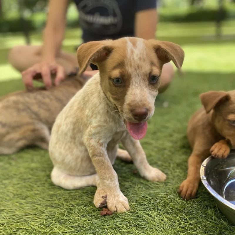 A baby medium-sized female White / Cream Cattle Dog dog named Cheddar for adoption in Escondido, CA