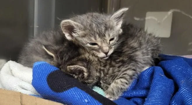 A baby small-sized male Domestic Short Hair cat named Nightcrawler for adoption in Los Angeles, CA