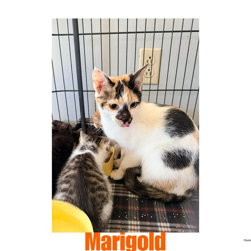 A young small-sized female Calico Domestic Short Hair cat named Marigold for adoption in Ashland, KY
