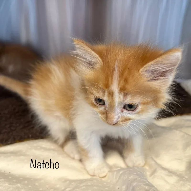 A baby small-sized male Orange / Red Domestic Medium Hair cat named Nacho for adoption in Madisonville, TN