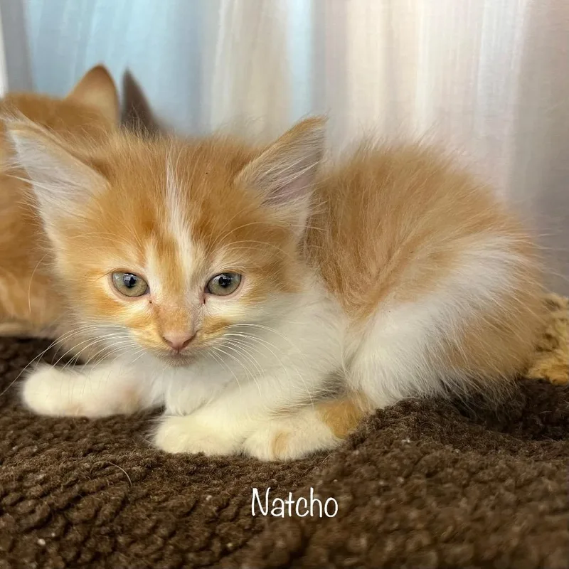 Nacho thumbnail 2