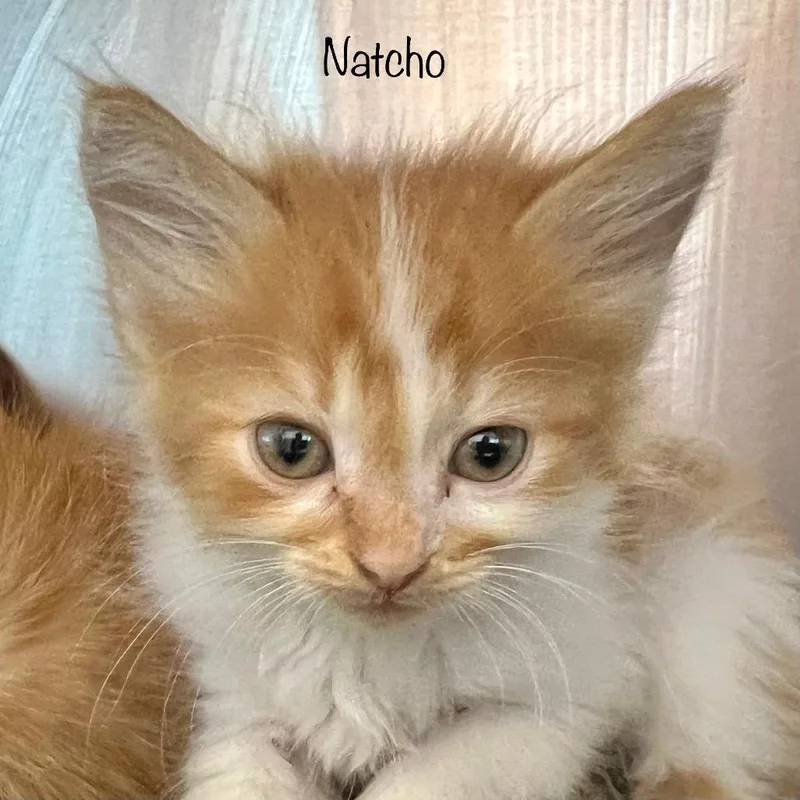 Nacho thumbnail 3
