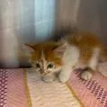 Nacho thumbnail 4