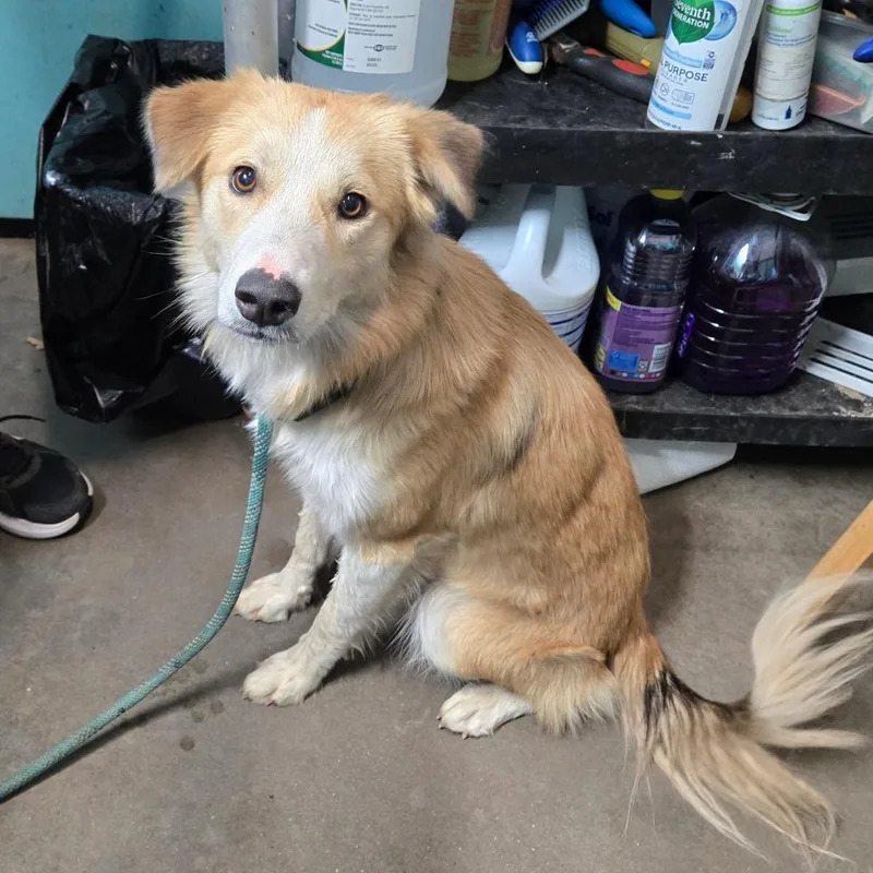 An adult medium-sized female Border Collie dog named Bailey for adoption in Graham, TX