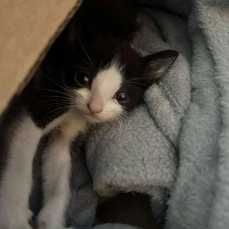 A baby small-sized female Black Domestic Short Hair cat named Lyla for adoption in Long Beach, CA