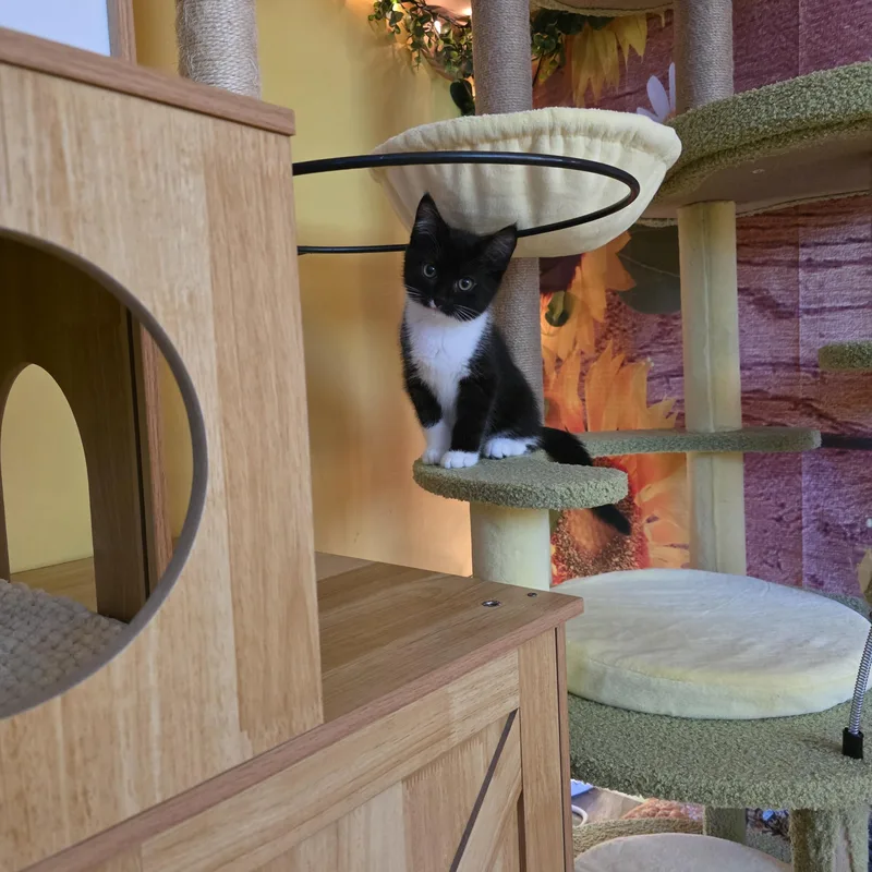 A baby medium-sized male Black & White / Tuxedo Domestic Short Hair cat named Sprout for adoption in Beaverton, OR