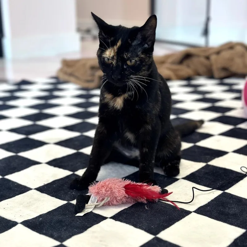 A young medium-sized female Black Domestic Short Hair cat named Lily for adoption in Forest Park, IL