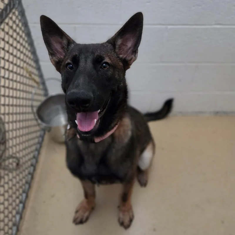 A young medium-sized male German Shepherd Dog dog named Deuce for adoption in New Ringgold, PA