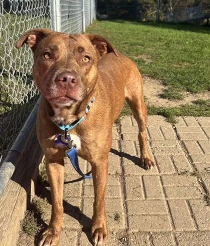 An adult medium-sized female Golden Mixed Breed dog named Diamond for adoption in Lansing, MI