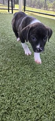 A baby small-sized male Terrier dog named George for adoption in Daphne, AL
