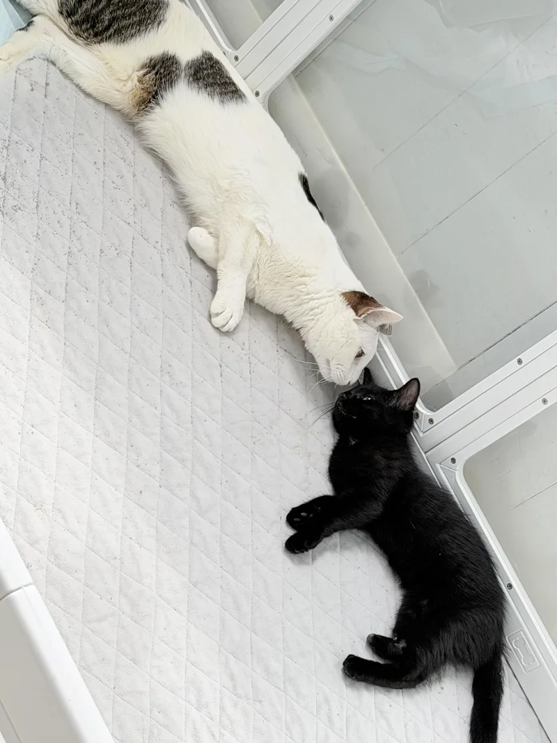 Socks Wobbly cat