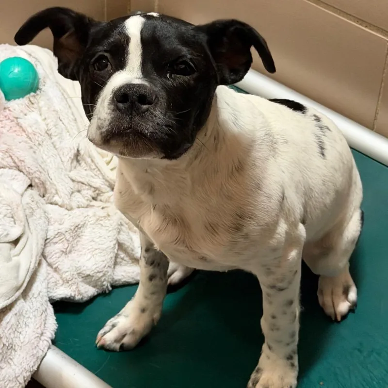 A young small-sized female White / Cream Mixed Breed dog named Ruthie for adoption in Waukesha, WI