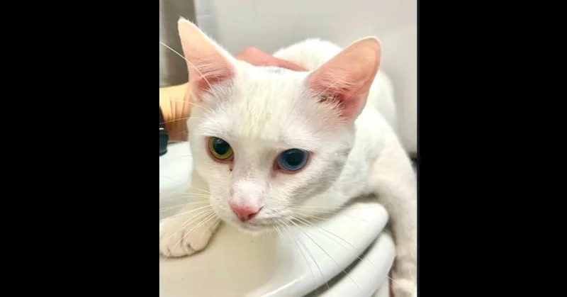 A young medium-sized male White Domestic Short Hair cat named Kahula for adoption in Chalfont, PA