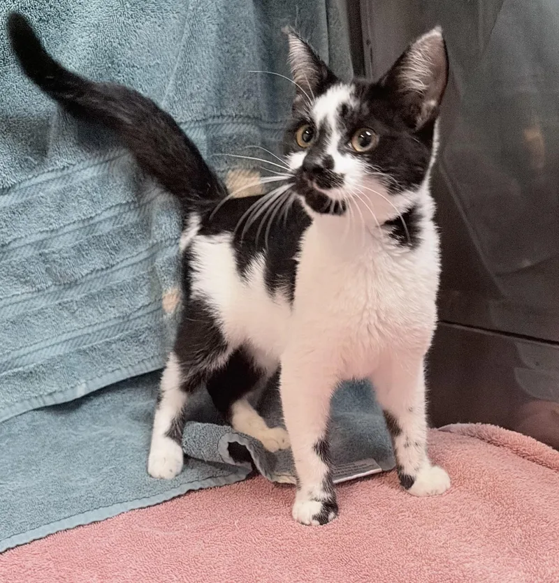 A baby medium-sized female Domestic Short Hair cat named Clem for adoption in Elizabethtown, NC