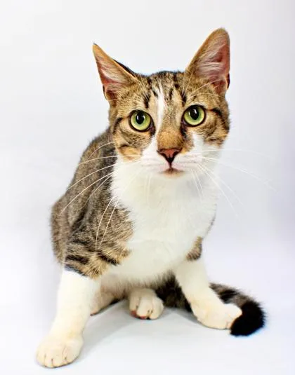An adult medium-sized male Domestic Short Hair cat named Oliver for adoption in Morton Grove, IL