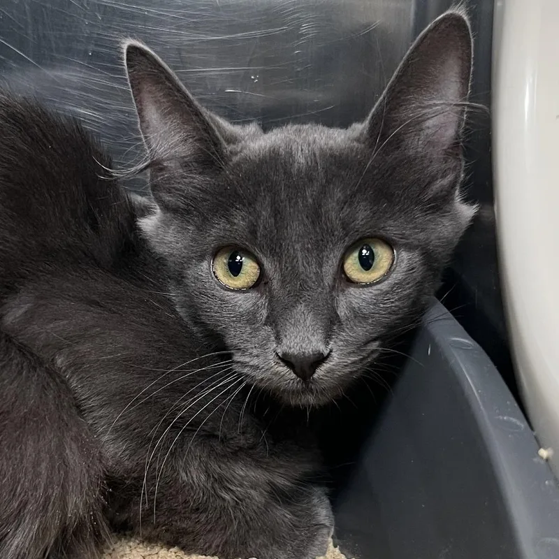 A young medium-sized male Domestic Medium Hair cat named Clorox for adoption in Palm Springs, CA